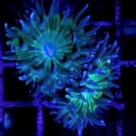 Bouture Duncannopsammia (2-3 polypes)