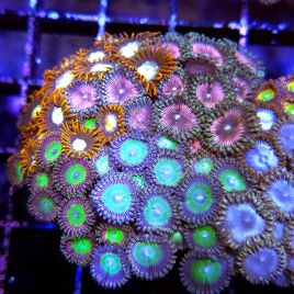 Zoanthus du printemps