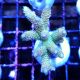 Bouture Acropora millepora rose