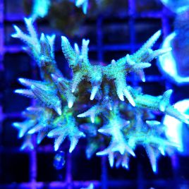 Bouture Seriatopora Histrix vert 6-8 cm