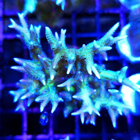 Bouture Seriatopora Histrix vert 6-8 cm