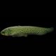Papyrocranus Afer 15-18 cm 82,80 €