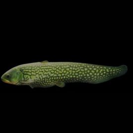 Papyrocranus Afer 15-18 cm 82,80 €
