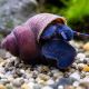 Notopala Sp Blueberry 5,50 €