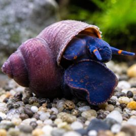 Notopala Sp Blueberry 5,50 €