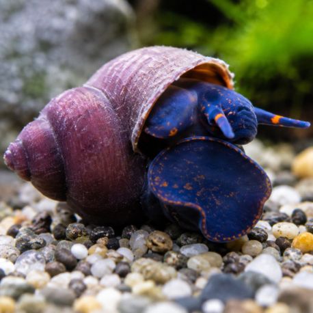Notopala Sp Blueberry 5,50 €
