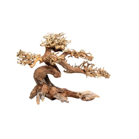 Claw Bonsai M - 25x 40cm