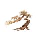 Claw Bonsai M - 25x 40cm
