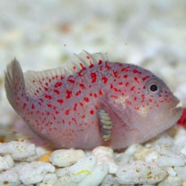 Caracanthus maculatus