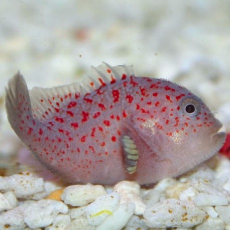 Caracanthus maculatus