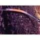 Doryrhamphus Janssi : 7 à 10 cm  