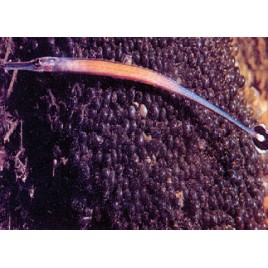 Doryrhamphus Janssi : 7 à 10 cm  