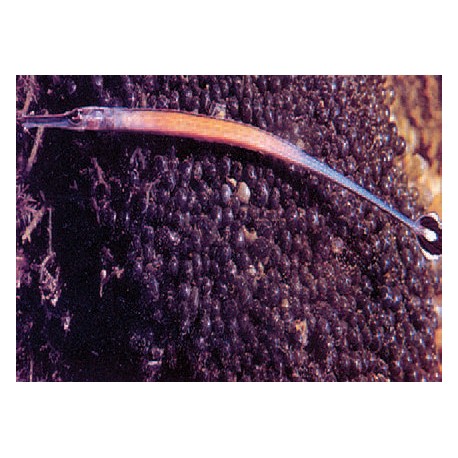 Doryrhamphus Janssi : 7 à 10 cm  