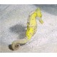Hippocampe Erectus jaune d’elevage 6-8 cm 127,50 €
