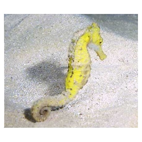 Hippocampe Erectus jaune d’elevage 6-8 cm 127,50 €