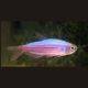 Inpaichthys Parauapiranga 7,50 €