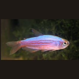 Inpaichthys Parauapiranga 7,50 €
