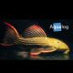 Pseudacanthicus pitanga L024 59,50 €
