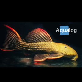 Pseudacanthicus pitanga L024