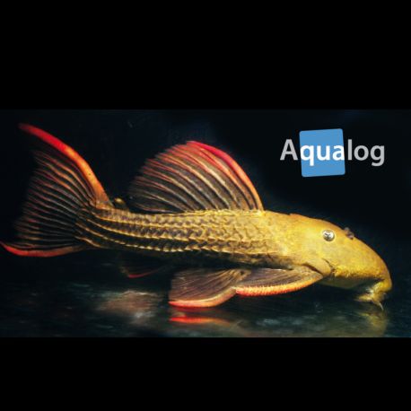 Pseudacanthicus pitanga L024 59,50 €