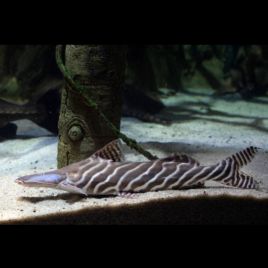 Brachyplatystoma Tigrinum 14-15cm 395,00 €