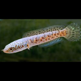 Channa Aurantimaculata 5-6cm 47,50 €