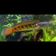 Channa Aurantimaculata 5-6cm 47,50 €