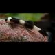 Protomyzon Pachychilus - Gobie Panda (rare)* 9,50 €