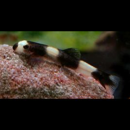 Protomyzon Pachychilus - Gobie Panda (rare)* 9,50 €