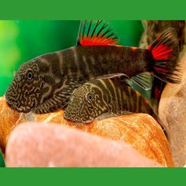 Gastromyzon SKO2 Red Tail