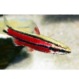 Nannostomus Rubrocaudatus RARE