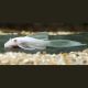 Ancistrus Snow White Voilé 19,50 €