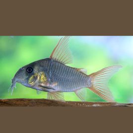 Corydoras Concolor juvénile 9,50 €