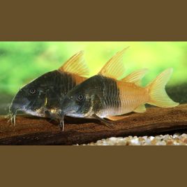 Corydoras Concolor juvénile 9,50 €