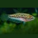 Trichopsis Pumila 4,50 €