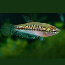 Trichopsis Pumila 4,50 €