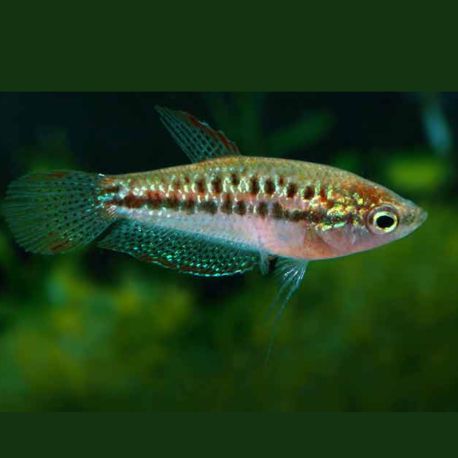 Trichopsis Pumila 4,50 €