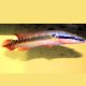 Crenicichla Zebrina 25-30cm RARE 395,00 €