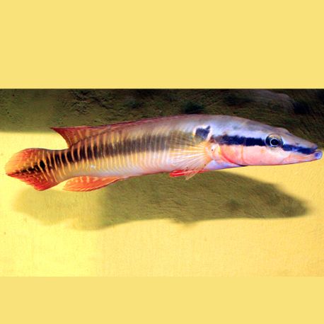 Crenicichla Zebrina 25-30cm RARE 395,00 €