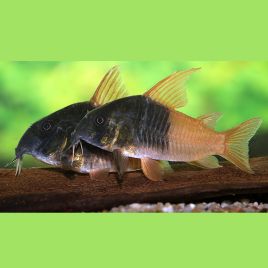 Corydoras Concolor CW217 39,50 €