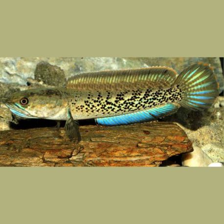 Channa Stewartii 12-15 cm