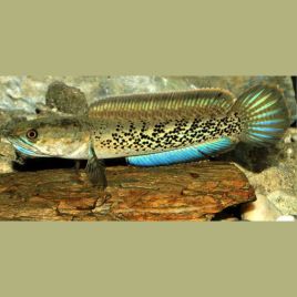 Channa Stewartii 22-25 cm