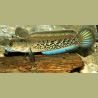 Channa Stewartii 22-25 cm