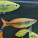 Melanotaenia Kali Moysi RARE 8-10cm 12,00 €