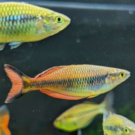 Melanotaenia Kali Moysi RARE 8-10cm