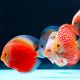 Twinstar éclairage Light 100G WATERPROOF 