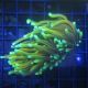 Bouture Euphyllia Glabrescens "Golden Torch 1 polype"
