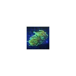 Bouture Euphyllia Glabrescens "Golden Torch 1 polype"