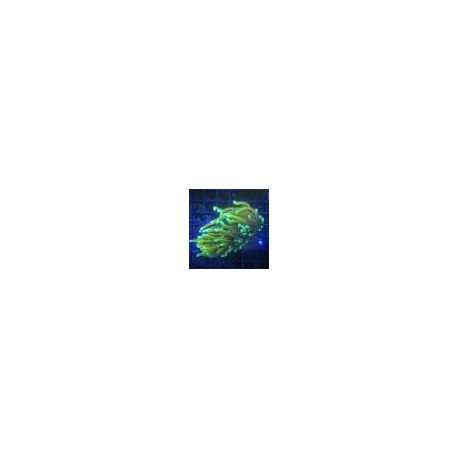Bouture Euphyllia Glabrescens "Golden Torch 1 polype"