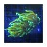 Bouture Euphyllia Glabrescens "Golden Torch 1 polype"